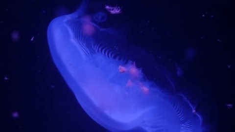 clip-3999432259-underwater-view-tropical-marine-life-inside-aquarium