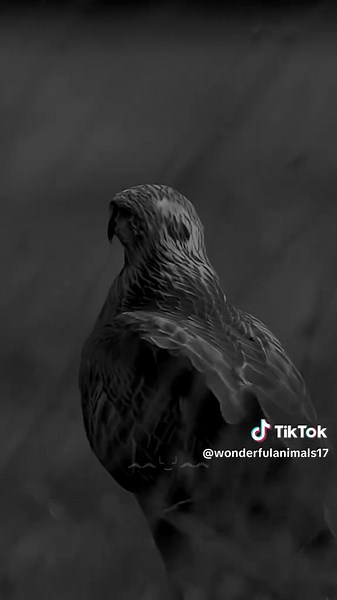 Goshawk: Majestic Hunter of the Skies