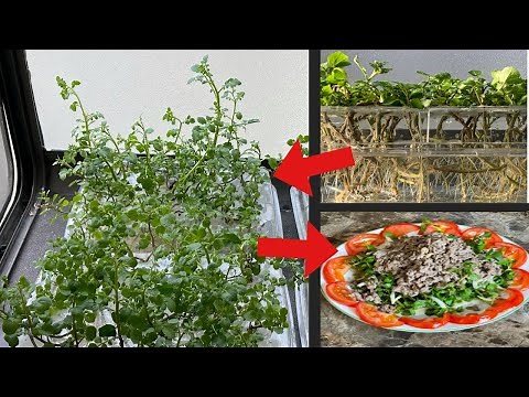 Growing Watercress In Containers (Easy Urban Farming)