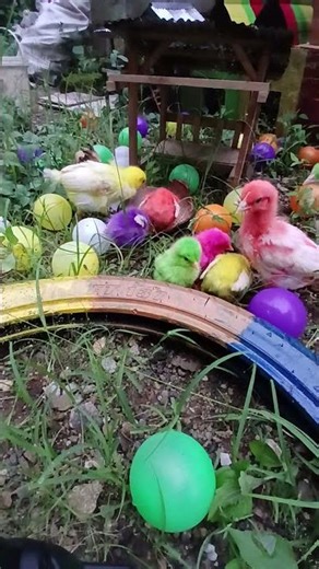 7 Rainbow Chick Can’t Stop Dancing!