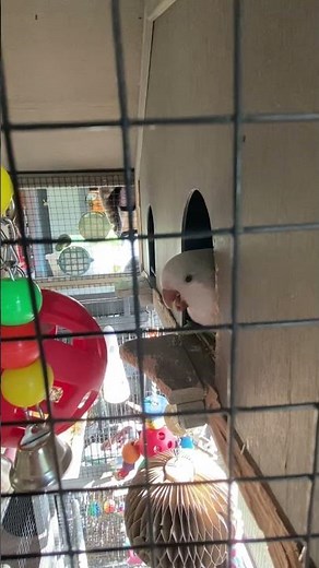Funniest Quaker ever!!! #birds #parrot #funnyvideo #quakerparrot #birdmaster #birdingparadise #cute