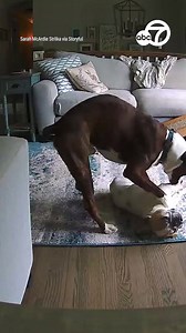 9.8M views · 126K reactions | That's what brothers are for! A young boxer dog saved a French bulldog's life as he was having a seizure while home alone. The owner of the two dogs said that Reggie, the boxer, has only ever seen Yogi, the French bulldog, have an epilepsy episode once before. Reggie jumped into action and became an unlikely hero! | ABC7 News | Facebook