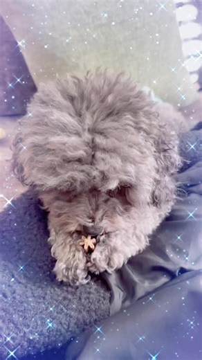 Pepper & Pandora (@pepper_pandora)’s videos with Everyone Thinks They Have The Best Dog - Kiwi Bug The Pug