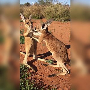 2.6M views · 4.3K reactions | This baby kangaroo fight is the best thing you'll see all day  via ViralHog | UNILAD | Facebook