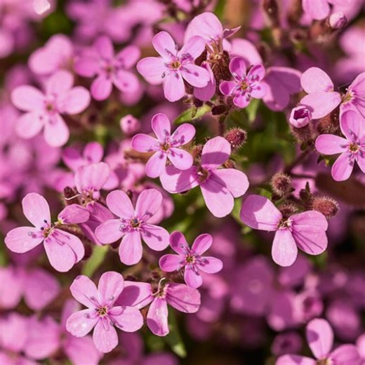 100 Rock Soapwort Seeds – Saponaria Ocymoides, Perennial Spreading Ground Cover Flower, Non-gmo Seeds - Etsy