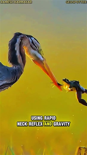Frog Tries to Escape But Heron's Reflex is Faster 💀 #hunting #wildlife #shorts