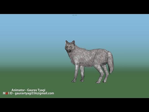 Wolf Animation