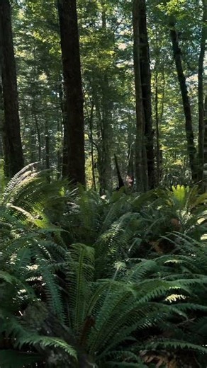 The Lungs of Earth: Exploring the Vital Role of Forest Ecosystems