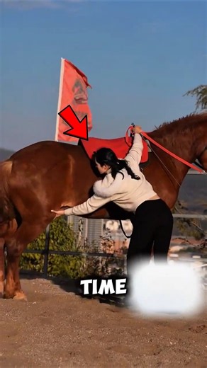 This Horse Mounting Trick Actually Works Every Time #horses #training #shorts