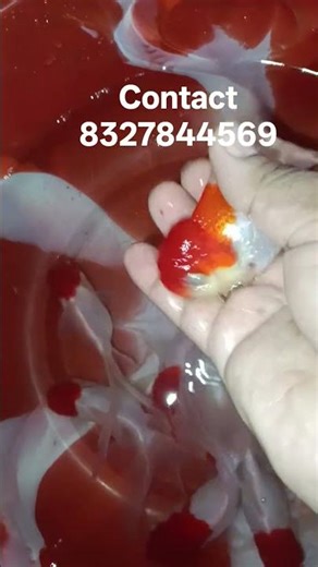 Red cap oranda gold fish available. Big size.