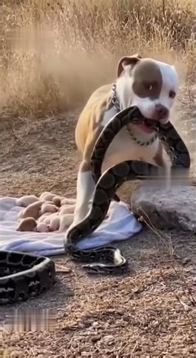 Pitbull vs python who will win ?😲😱😨
