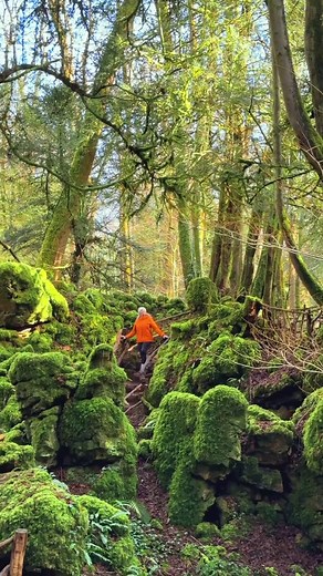 UK's Middle-earth? Discover Magical Puzzlewood Forest