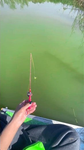 Ultimate Wild Fishing Adventure Catching Unique Fish for Food #fishing #shortvideo