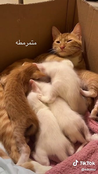 Cute Kitten with Down Syndrome: A Heartwarming Story