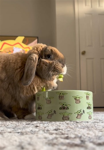 que sound for the little munching 🥗 #rabbit #bunny #petsoftiktok