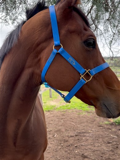 Living Legends on Reels