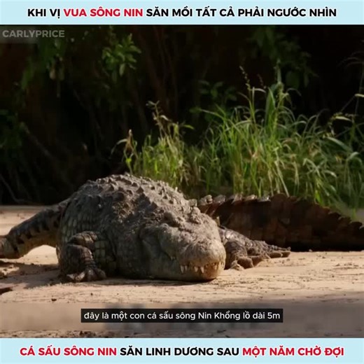Cá sấu sông Nin đàn em theo chân đại ca để được ăn no nê sau một năm chờ đợi. #nguyenhaor #review #reviewfilm #kienthuc #dongvathoangda