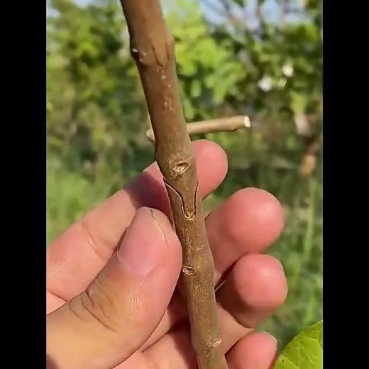 🌱 Learn How to Use Strong Adhesive Grafting Tape for Fruit Trees & Plants!