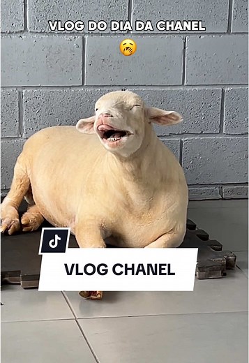 Rotina Diária e Repostas no TikTok