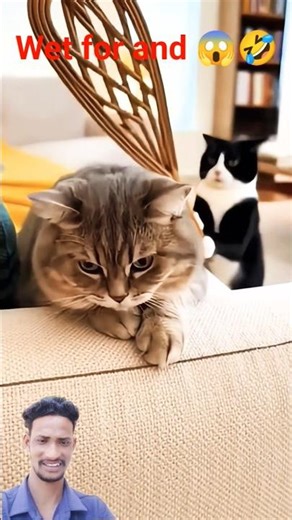 cat funny video 🐈🤣😱 shorts funny #shorts #shortsfeed #funny