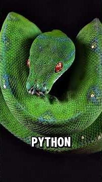 4 Snakes That Look Too BEAUTIFUL to Be Real