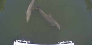 It’s teamwork: how dolphins learn to work together for rewards