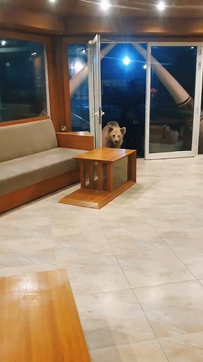 Man with a Pet Bear - Unique Arabian Connection