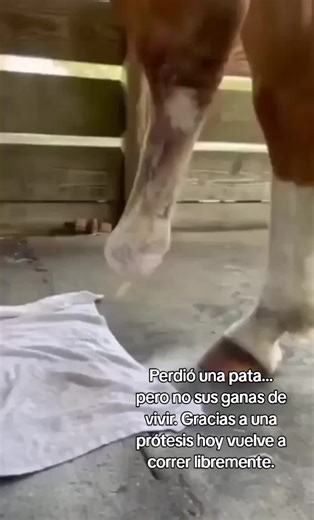 ¿Hasta dónde puede llegar el amor por los animales? 🐎❣️. #videoparati #caballo #salvemosalosanimales #ayudemosalosanimales #amoralosanimales