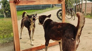 You Will Pee From Laughing! Hilarious Mirror Prank On Dog - Funny Dog Video #prank #mirrorprank #funny #funydogvideo #funnyPrank #funnyvideos | All Time Best Fun Tv