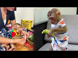 Monkey life with humans 🐒🏡