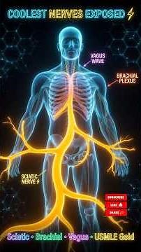 Coolest Nerves & Muscles EXPOSED 🧠 #humananatomy #medschool #science #usmle #anatomy
