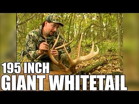 195 INCH GIANT WHITETAIL: The Buck That Kickstarted Drury Outdoors