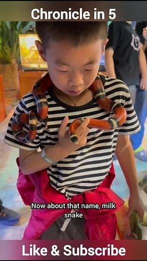 Milk Snake – The Colorful Master of Disguise