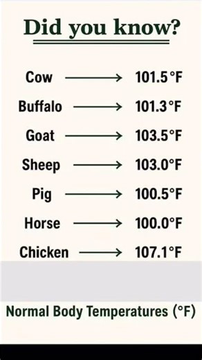 Animals body Temperature #veterinary #cow #buffalo #shorts