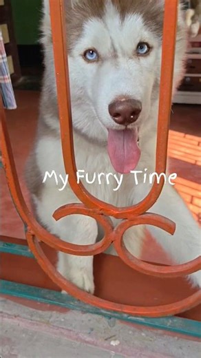 Blue-eyed Bandit 😍 #shortsfeed #youtubeshorts #shortvideo #shorts #short #petshub #viralvideo #viral