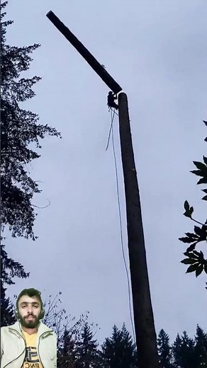 How To Cut a Long Tree From Top || Cutting a Tower Tree with Chainsaw || #youtubeshorts