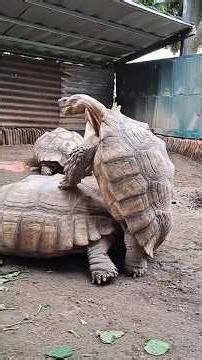 It's turtle mating season again #turtle #mating #season #bolang #forest