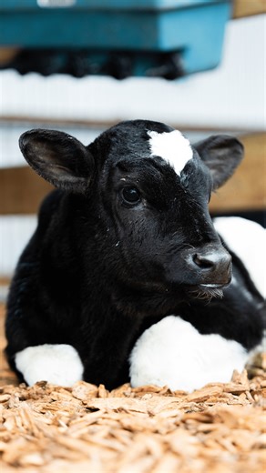 For Keegan and Catherine, contract milking at Pinegrove is a family-centred way of life. With support from DairyBase, they’ve strengthened their understanding of their business, gained confidence in their decisions, and mapped a clear pathway toward farm ownership. Explore how DairyBase supports Dairy Holdings contract milkers like Keegan and Catherine: www.farmsthatgrowfarmers.co.nz Learn more about DairyBase here: https://www.dairynz.co.nz/ | Dairy Holdings