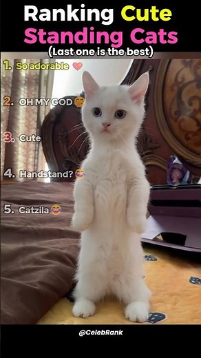 Top 5 Cute Cats Standing Up Moments RANKED! 🐈😻