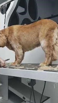 HOW TO GROOM ENGLISH COCKER SPANIEL MIX FULL GROOMING