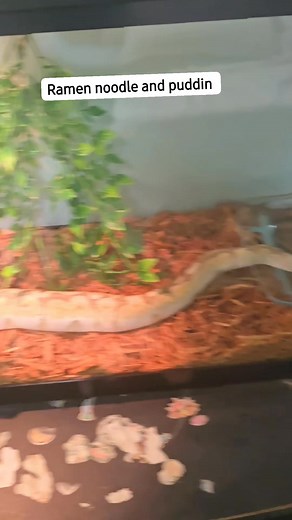 #lavenderalbinoballpython #snakes #lesserbeeballpython #fypreelsシ゚viralシ | Anthony Lane