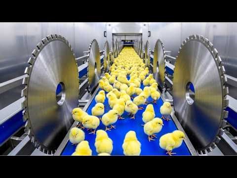 Smart Poultry Farming Automated Egg Incubation & Broiler Raising