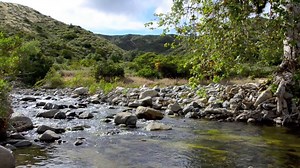 Coastal Sage Scrub, a Fragile Habitat