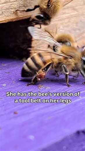 𝐃𝐢𝐝 𝐲𝐨𝐮 𝐤𝐧𝐨𝐰 … 🔨🐝🏠 Honeybees are often seen carrying pollen on their rear legs making them look like they are wearing brightly colored pants, but occasionally, we see one carrying plant resins with which to make propolis. Propolis is a mixture of plant resins, wax, essential oils, pollen, and other organic compounds. It is pliable, strong, waterproof, and it is used as a sealant in the hive. Propolis has antifungal, antiviral, and antibacterial properties. | Northwest Ohio Beekeeper