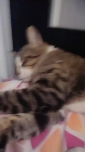 Videos de floppa_fino_xd127 (@floppa_fino_xd127) con “sonido original - Dulce”