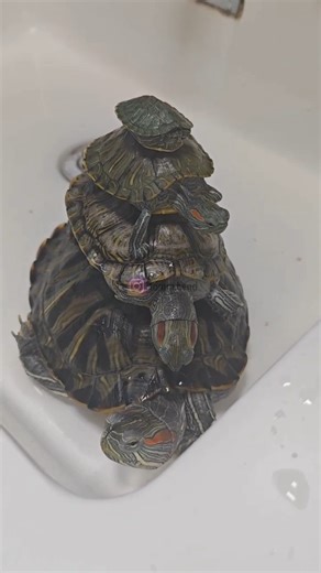 Four Red-Eared Sliders, Four Different Sizes | Can You Guess Their Ages? #shorts #turtle
