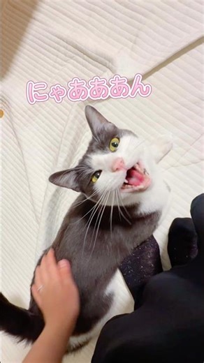 おかえり！なでて〜！な猫🩷