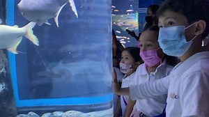 ¡VISITA EL ÚNICO ACUARIO INTERACTIVO DE CANCÚN! 🐠🐠🐠 🟣PROMOCIÓN EN LA ENTRADA GENERAL🎟️ PARA TODOS LOS MEXICANOS:🟣 🟢 $ 100 mxn quintanarroenses 🟢 $ 198 mxn mexicanos 🟢Niños de 0-4 años entran GRATIS. 📍Plaza La Isla Cancún, zona hotelera. 🔵Válido al 31 de enero 2022 al presentar identificación oficial vigente en taquilla (INE/IFE, licencia de conducir, pasaporte) 🔵El precio es igual para niños y adultos. Identificación para menores de edad: Cartilla del seguro o credencial escolar, si 