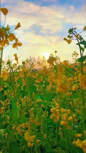 Sunshine After Rain ☀️ Healing Nature Moments | Peaceful Village Life #shorts