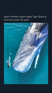 38K views · 1.9K reactions | A sperm whale's death becomes a feast. A tiger shark benefits from the massive carcass. This event fuels the ocean's intricate life cycle. Decomposition provides nutrients for countless organisms. The whale's demise supports new life and growth. Witness nature's recycling at its grandest. (: @skiesabovephotography) #whale #ocean #viral | Scary Underwater | Facebook